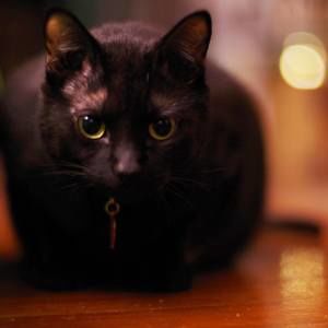 Meet your Posher, Corey